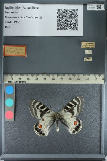 Media type: image;   Entomology 180486